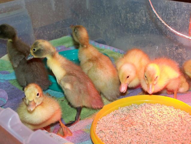 20164_4-20-11_chickens_4_003.jpg
