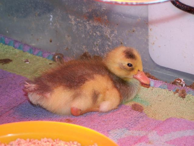 20164_4-20-11_chickens_4_004.jpg