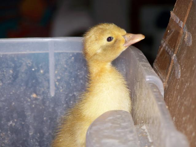 20164_4-20-11_chickens_4_007.jpg