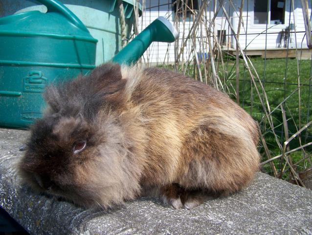 20164_4-21-11_rabbits_001.jpg