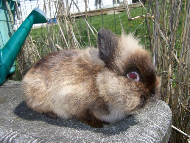 20164_4-21-11_rabbits_002.jpg