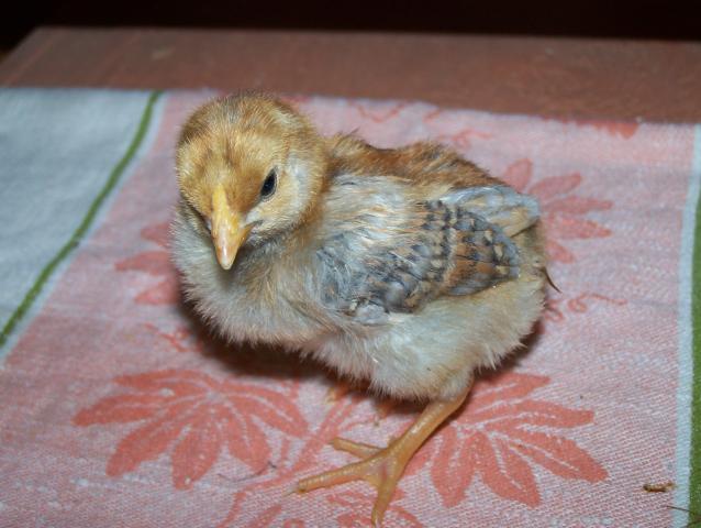 20164_4-22-11_chickens_004.jpg