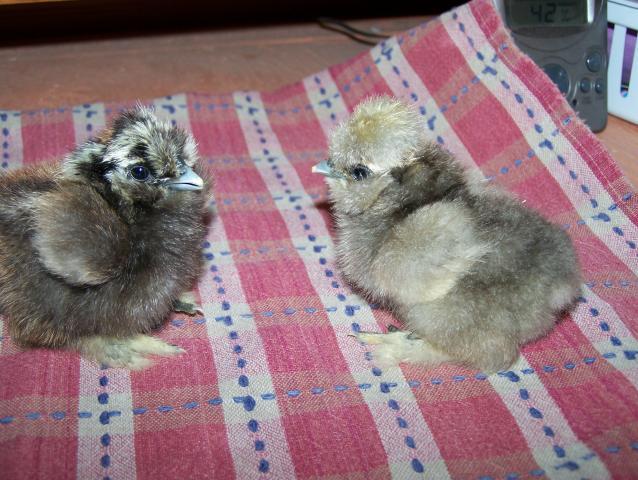 20164_4-6-11_chickens_001.jpg