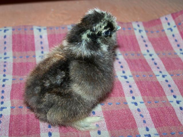 20164_4-6-11_chickens_002.jpg