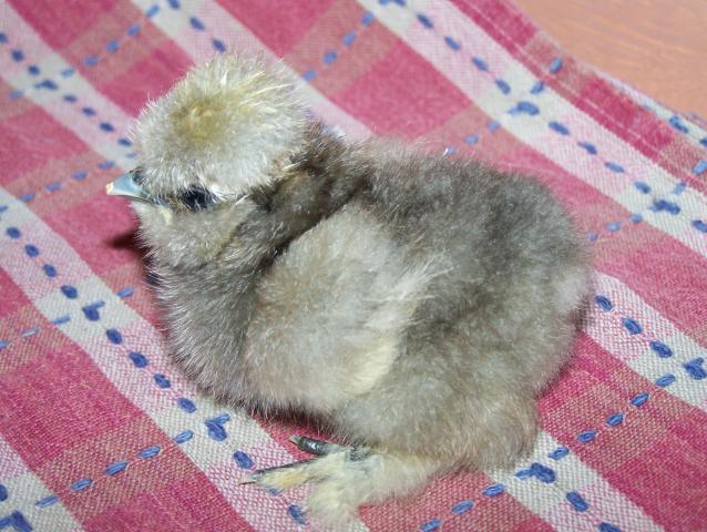 20164_4-6-11_chickens_003.jpg