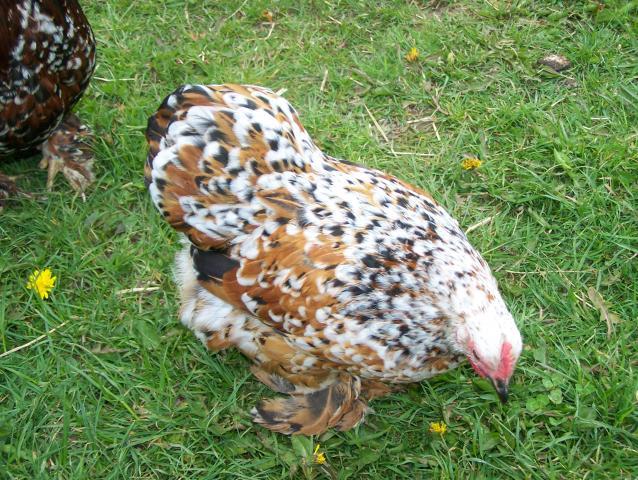 20164_5-09-11_chickens_009.jpg