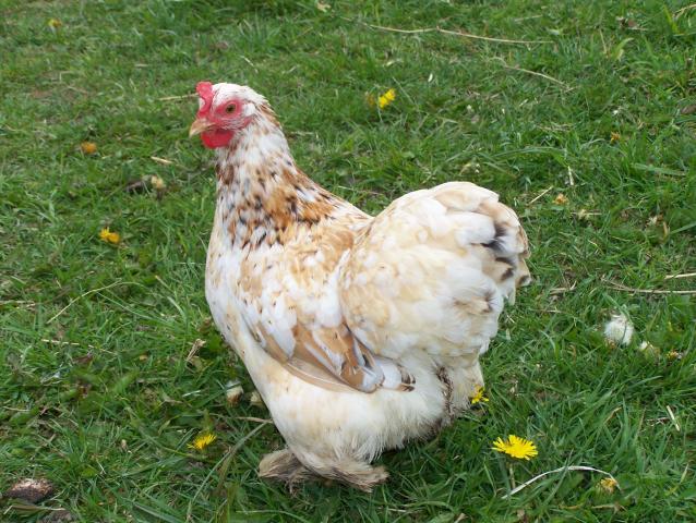 20164_5-09-11_chickens_011.jpg