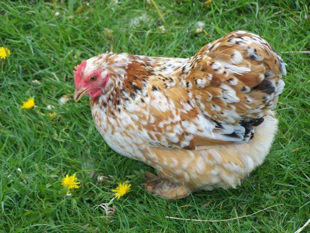 20164_5-09-11_chickens_012.jpg