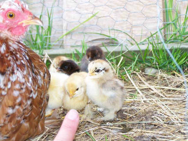 20164_6-7-11_chickens_006.jpg