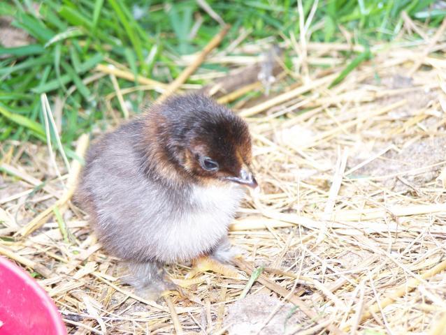 20164_6-7-11_chickens_007.jpg