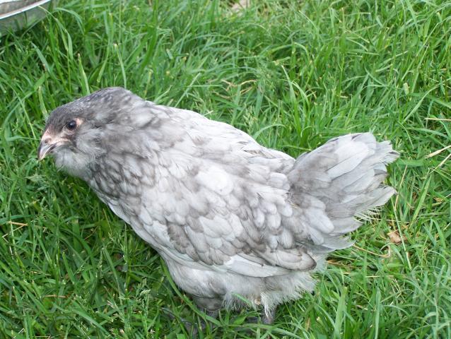 20164_6-7-11_chickens_009.jpg