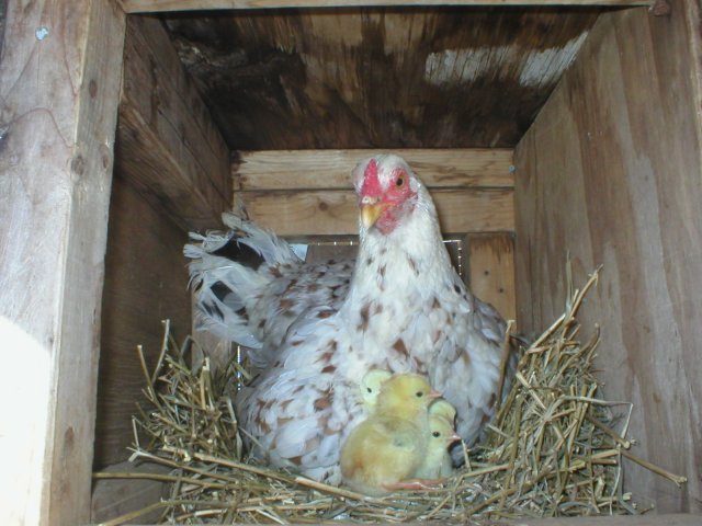 20206_asils2005_006.jpg