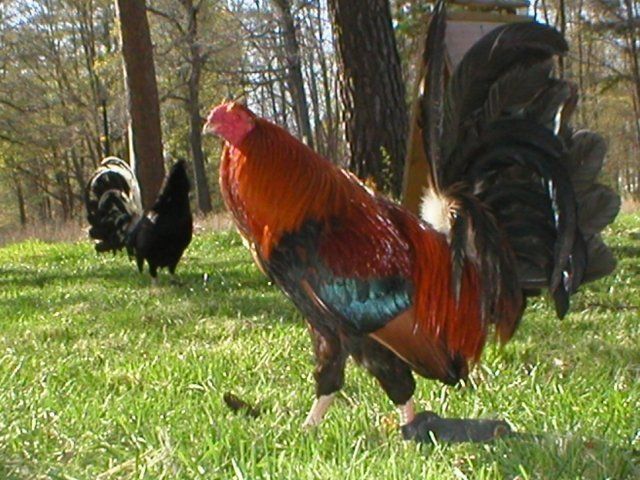 20206_redalbanyforjaybirds2005.jpg