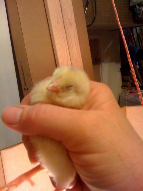 2020_2june2010_d.jpg