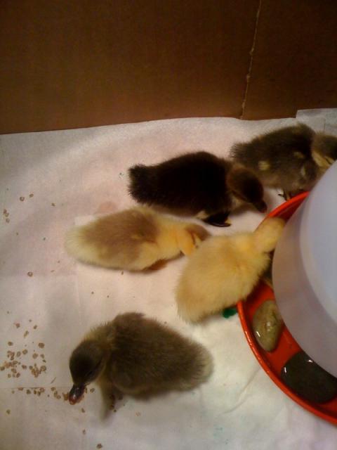 2020_new_ducks.jpg