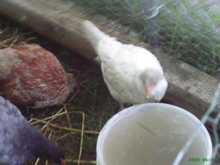 20212_sexing_chickens_008.jpg