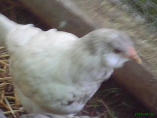 20212_sexing_chickens_009.jpg