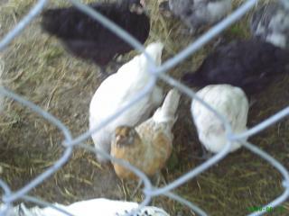 20212_sexing_chickens_043.jpg