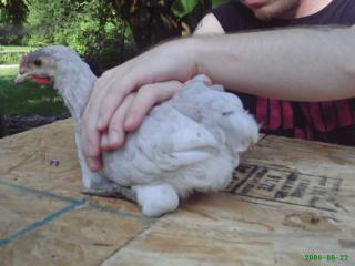 20212_sexing_chickens_061.jpg