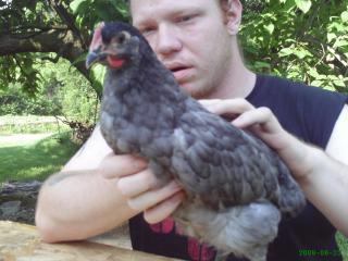 20212_sexing_chickens_065.jpg