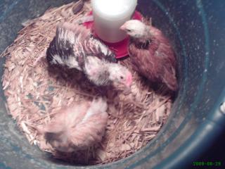 20212_sweatpea_10_wks_old_001.jpg