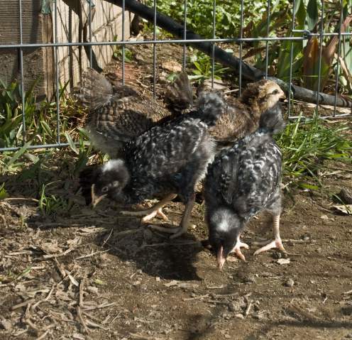 20225_backyard9.jpg