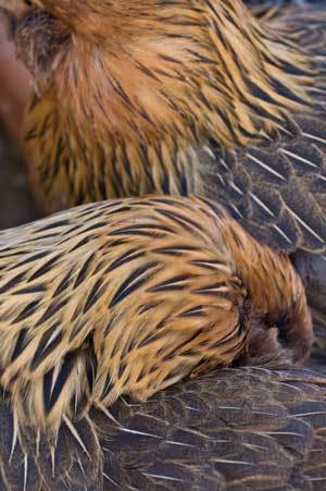 20225_feathers1.jpg