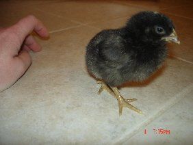 20286_chick_1.jpg