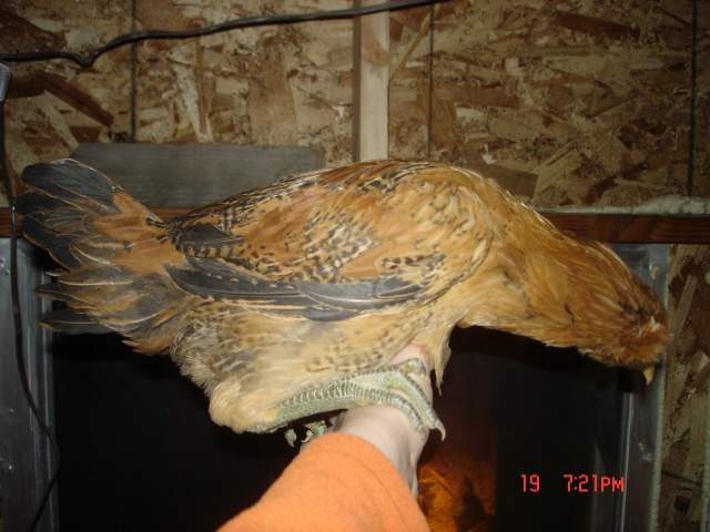 20286_hen.jpg