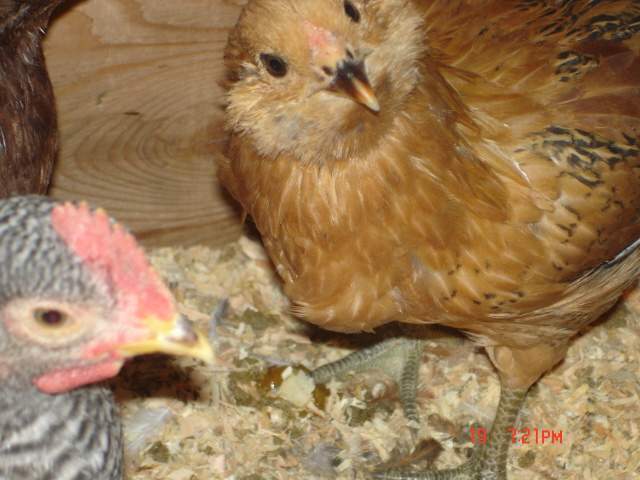 20286_samehen.jpg