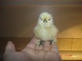 20286_silkie.jpg