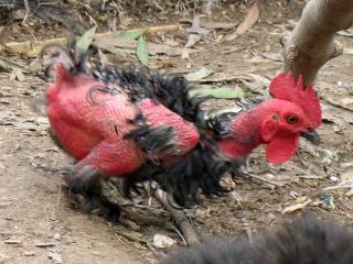 20296_frankenchicken_3.jpg
