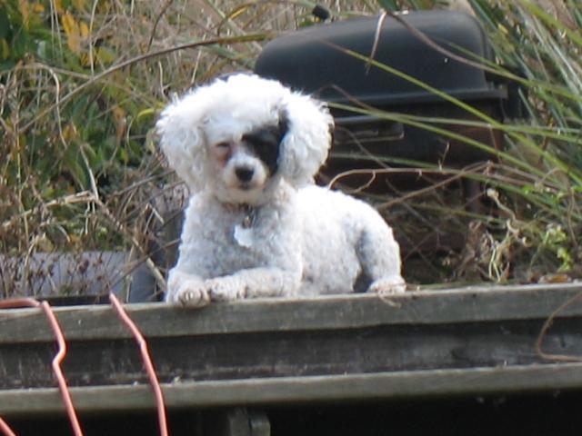 20296_lily_001.jpg