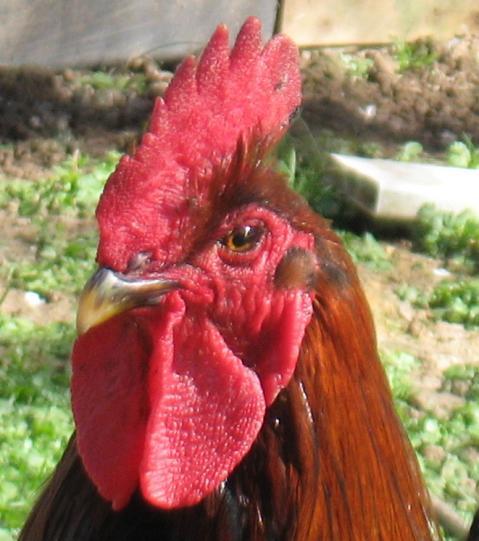 20296_new_chick_pics_029.jpg