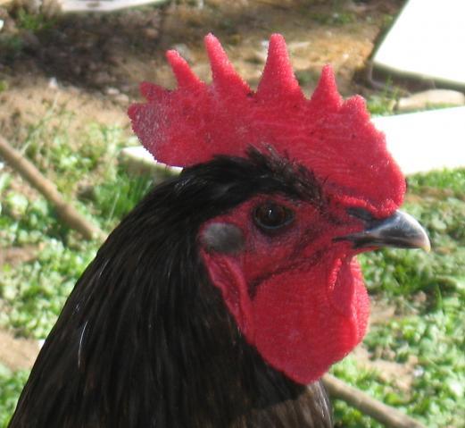 20296_new_chick_pics_031.jpg