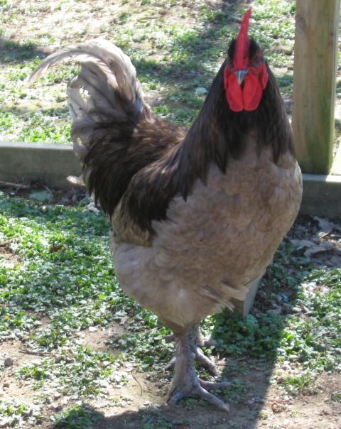 20296_new_chick_pics_032.jpg