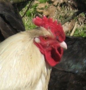20296_new_chick_pics_042.jpg