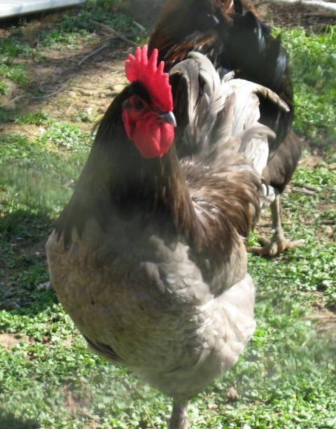 20296_new_chick_pics_059.jpg