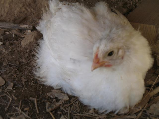20296_new_years_birds_027.jpg