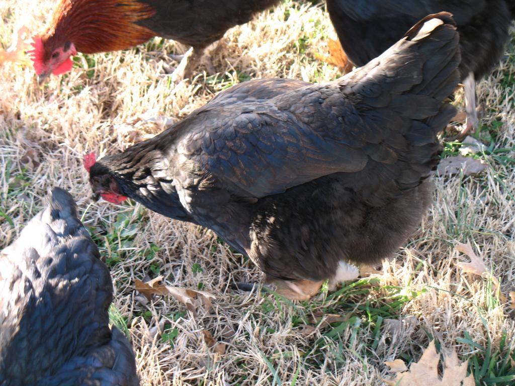 20296_new_years_birds_046.jpg