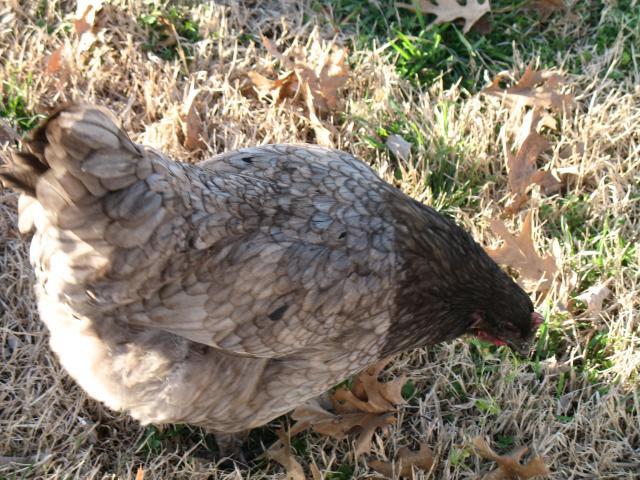 20296_new_years_birds_047.jpg