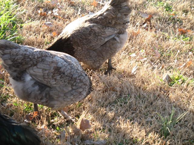 20296_new_years_birds_058.jpg