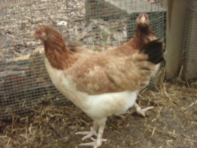 20346_black_tail_3_month_ol_hen_.jpg