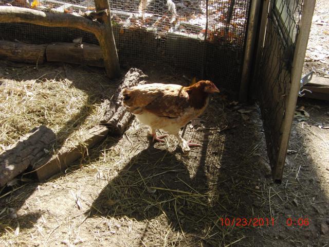 20346_cimg0683.jpg