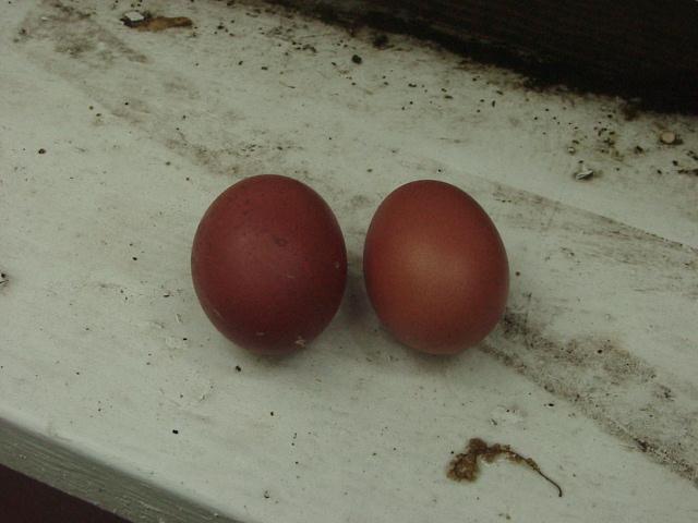 20346_eggs.jpg