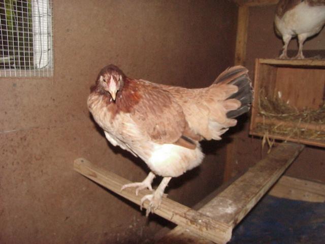 20346_hentoo.jpg