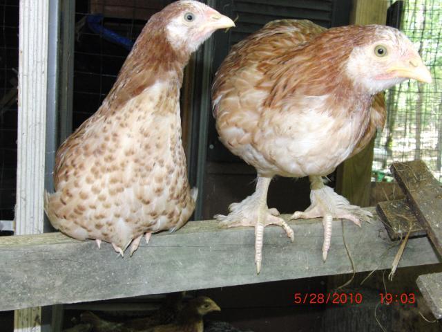 20346_marans_hens_2.jpg