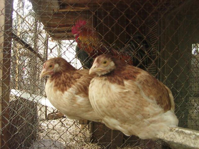 20346_mvc00009.jpg