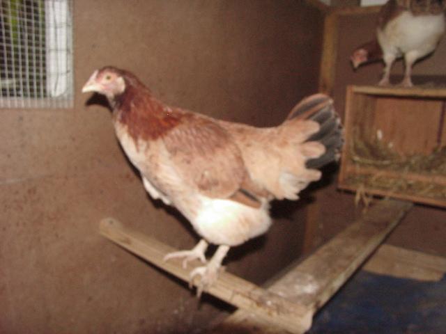 20346_mvc00051.jpg