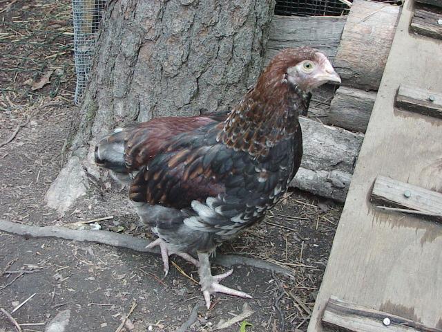 20346_mvc00118.jpg